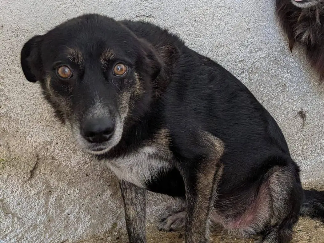 Adotta un cane, femmina, 10 anni e 2 mesi, Imperia