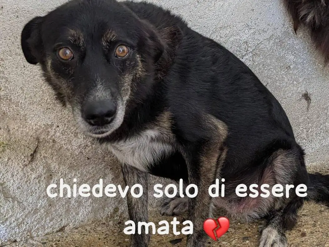 Adozione cane, femmina, Razza sconosciuta Razza sconosciuta, 10 anni e 2 mesi, taglia media, Imperia