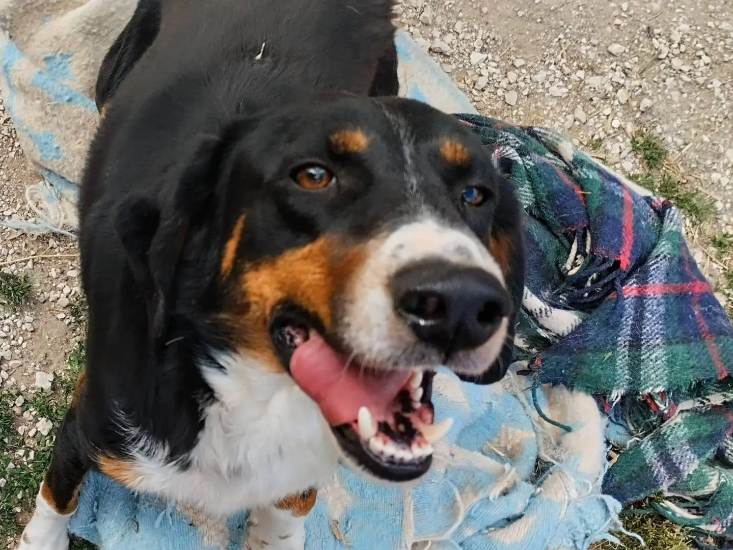 Adozione cane, maschio, meticcio, 8 anni e 5 mesi, taglia media, Viterbo