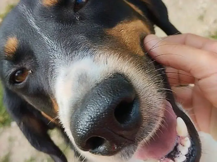 Adotta un cane, maschio, 8 anni e 5 mesi, Viterbo