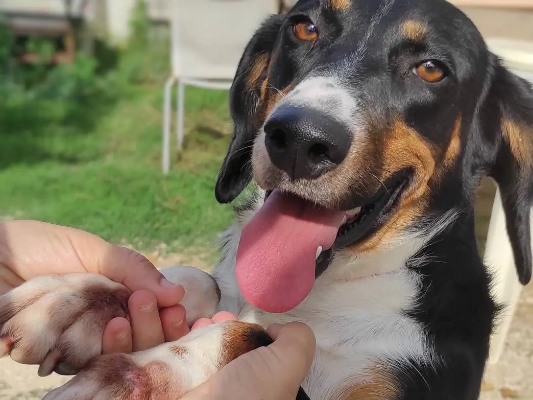 Adotta il cane Bruno a Viterbo