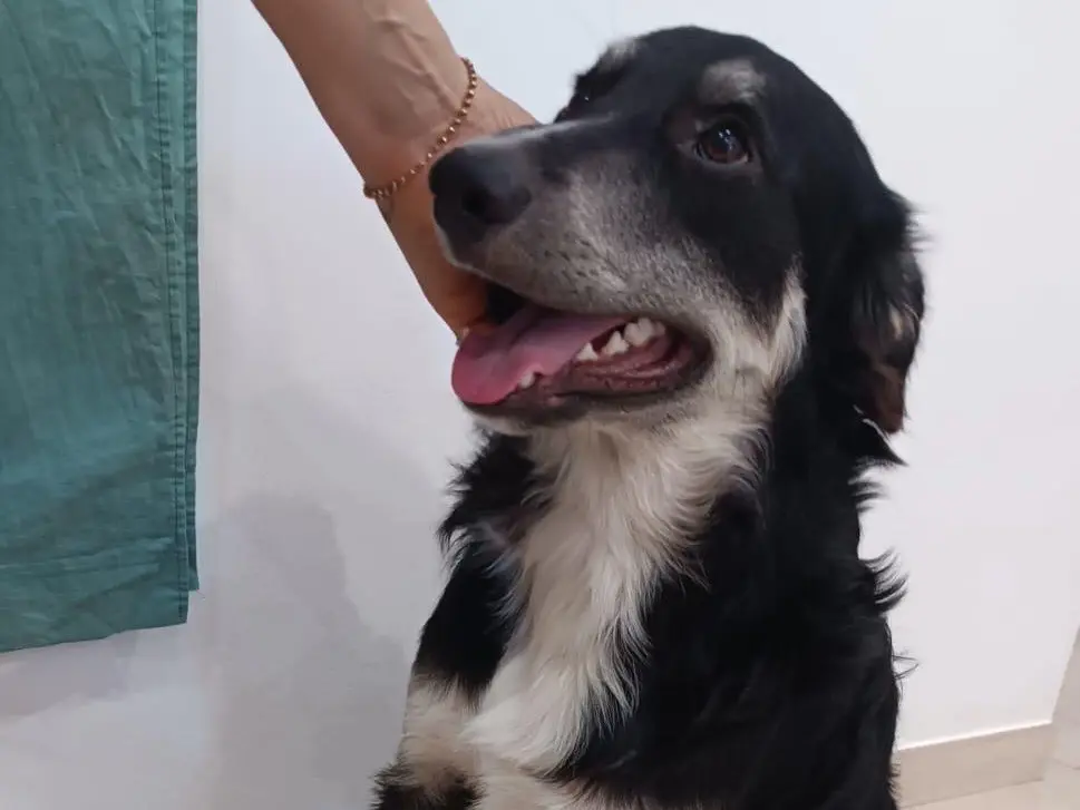 Adozione cane, maschio, Razza sconosciuta Razza sconosciuta, 1 anno e 8 mesi, taglia media, Foggia