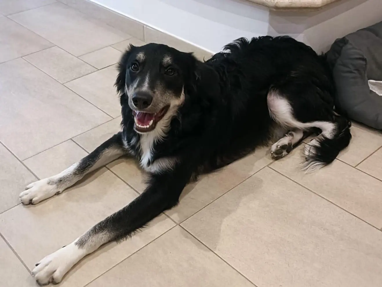 Adotta un cane, maschio, 1 anno e 8 mesi, Foggia