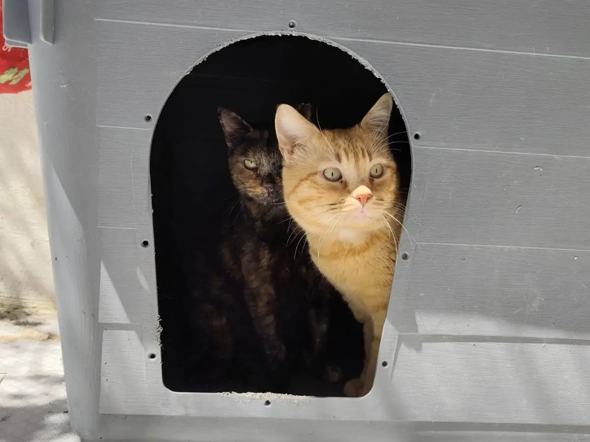 Adotta un gatto, maschio, 4 anni e 4 mesi, Messina