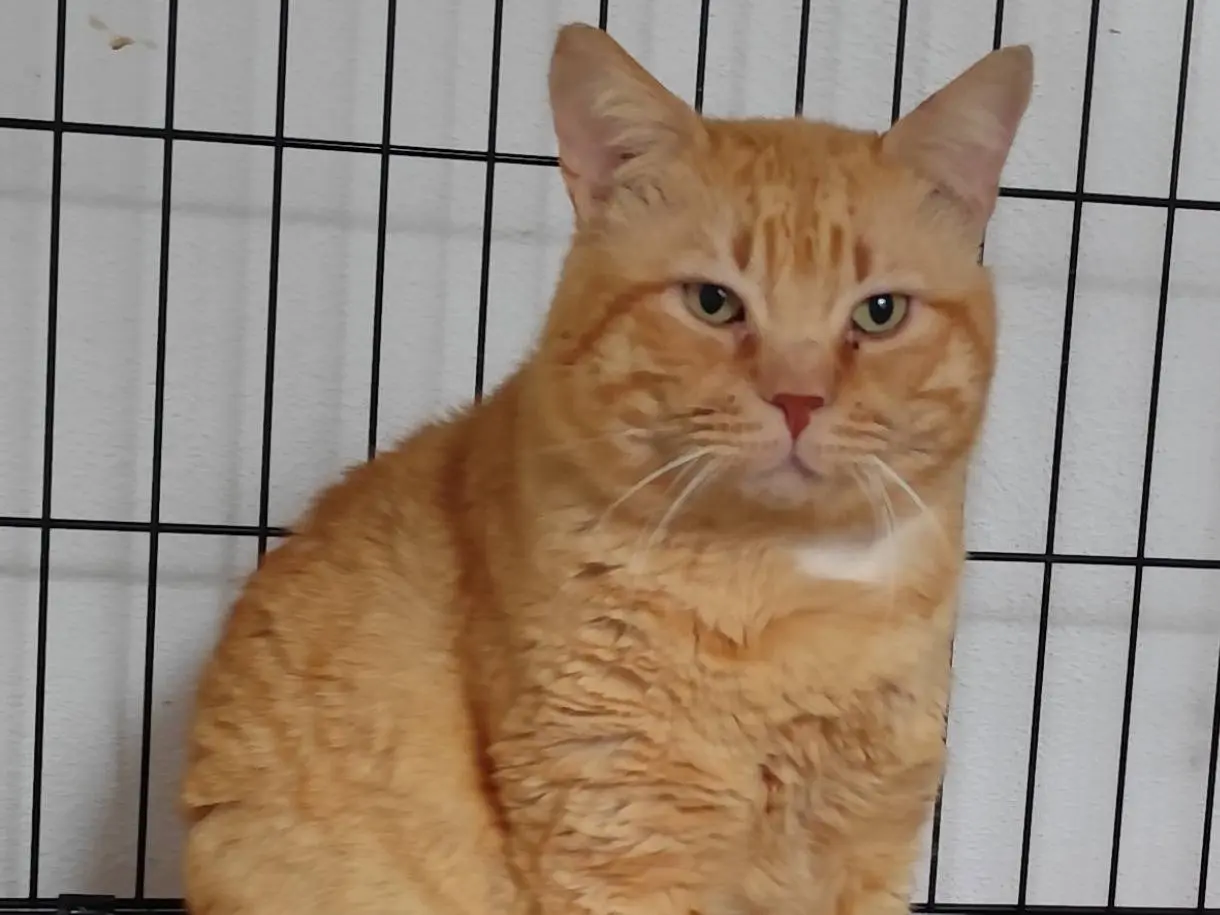 Adotta un gatto, taglia non valida, maschio, Messina