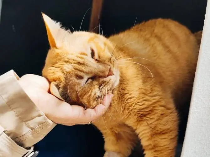 Vuoi adottare un gatto a Messina?
