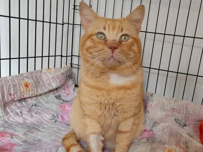 Adozione gatto, maschio, Razza sconosciuta Razza sconosciuta, 4 anni e 4 mesi, taglia non valida, Messina
