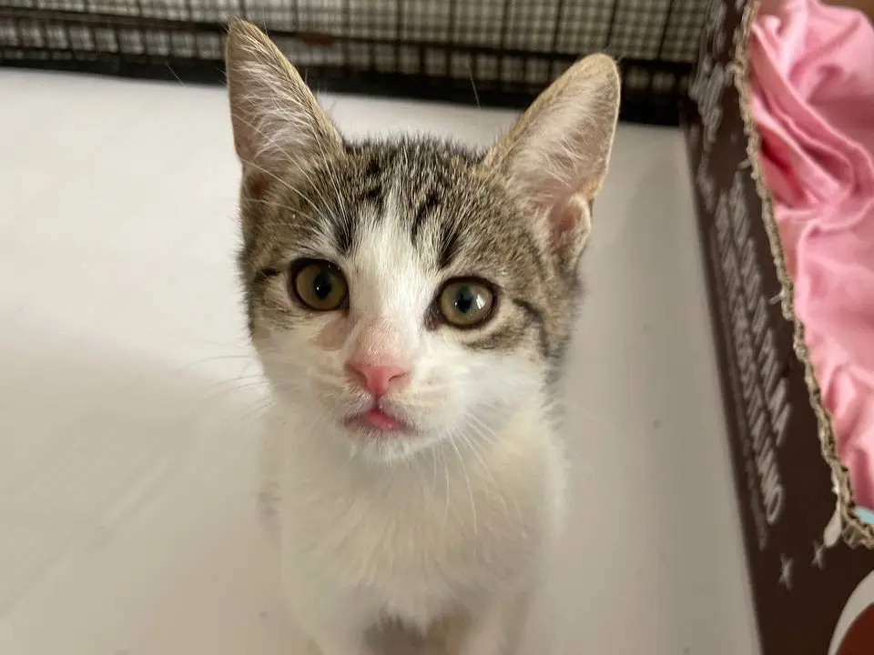 Adotta un gatto, taglia non valida, femmina, Padova