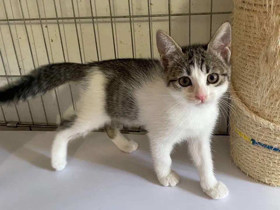 Adotta un gatto, femmina, 2 mesi, Padova