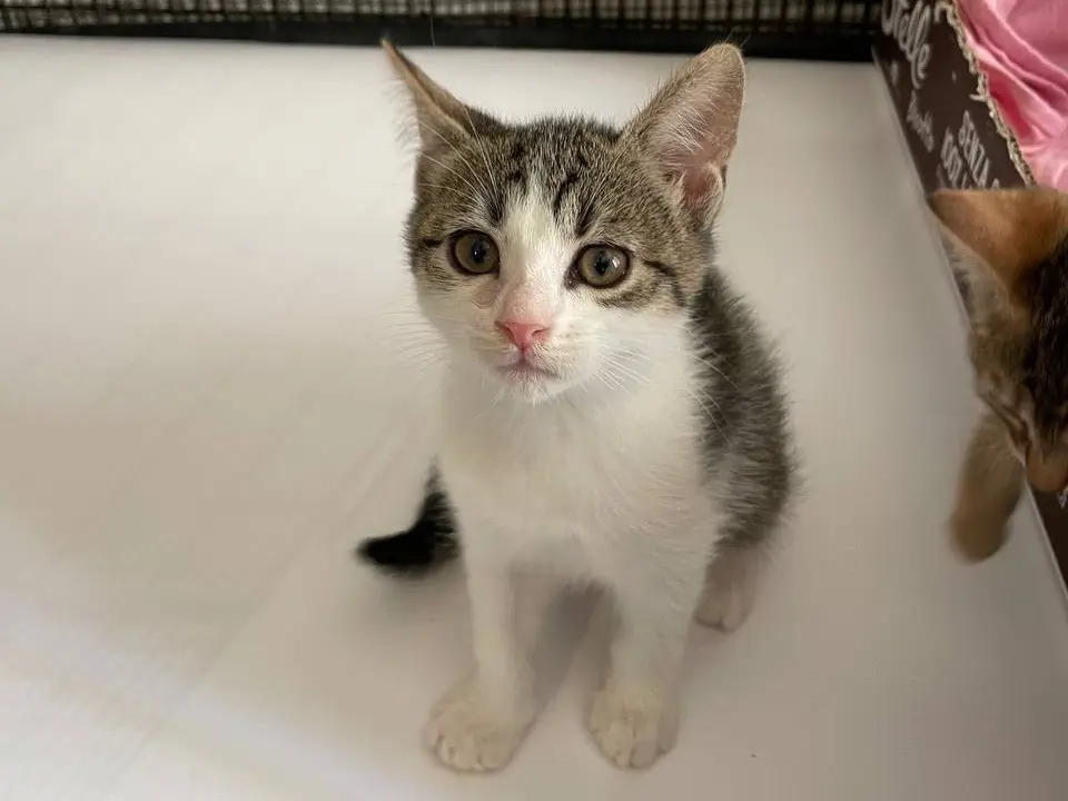 Adozione gatto, femmina, Razza sconosciuta Razza sconosciuta, 2 mesi, taglia non valida, Padova