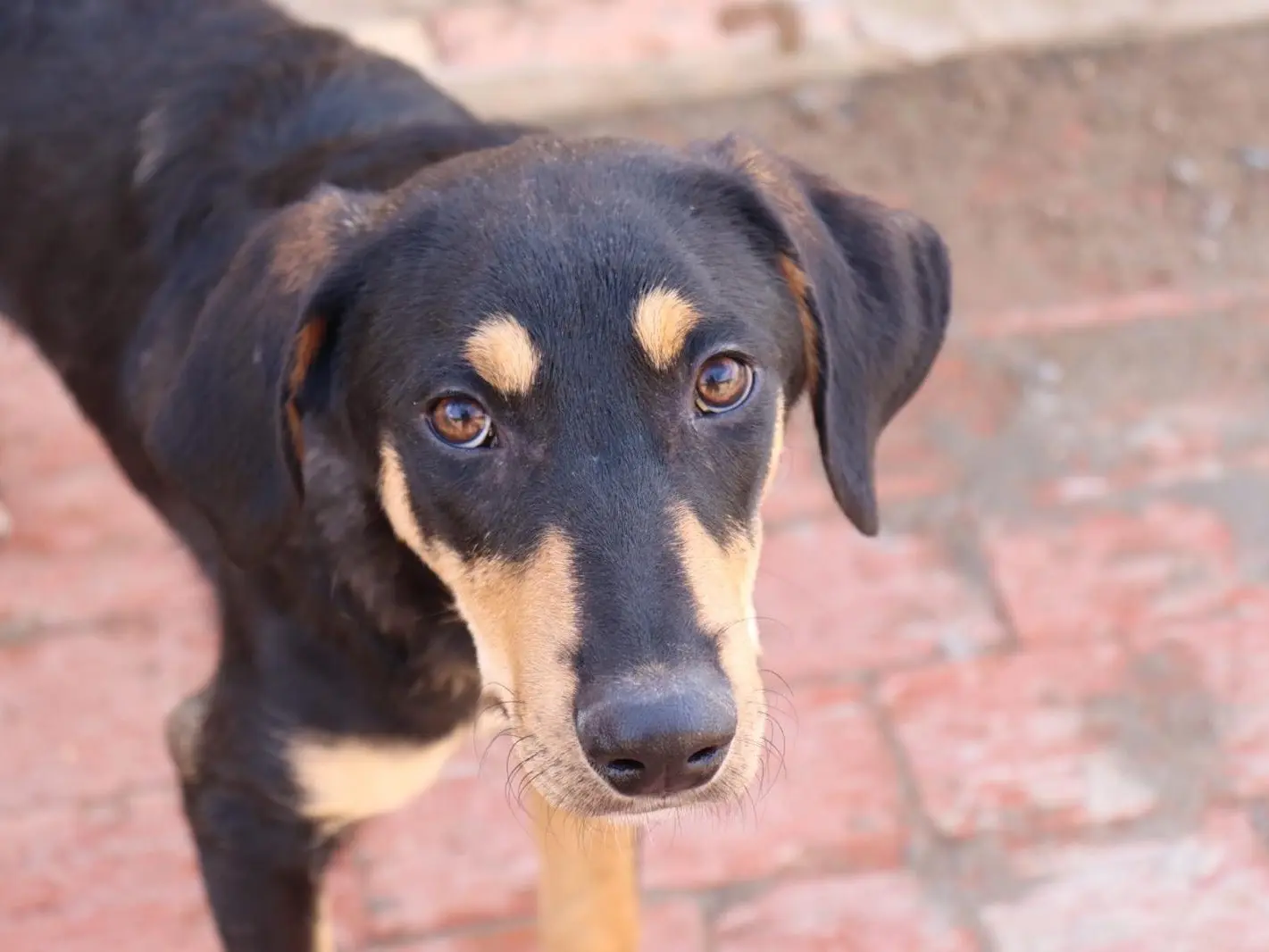 Adozione cane, maschio, Razza sconosciuta Razza sconosciuta, 2 anni e 6 mesi, taglia media, Sud
