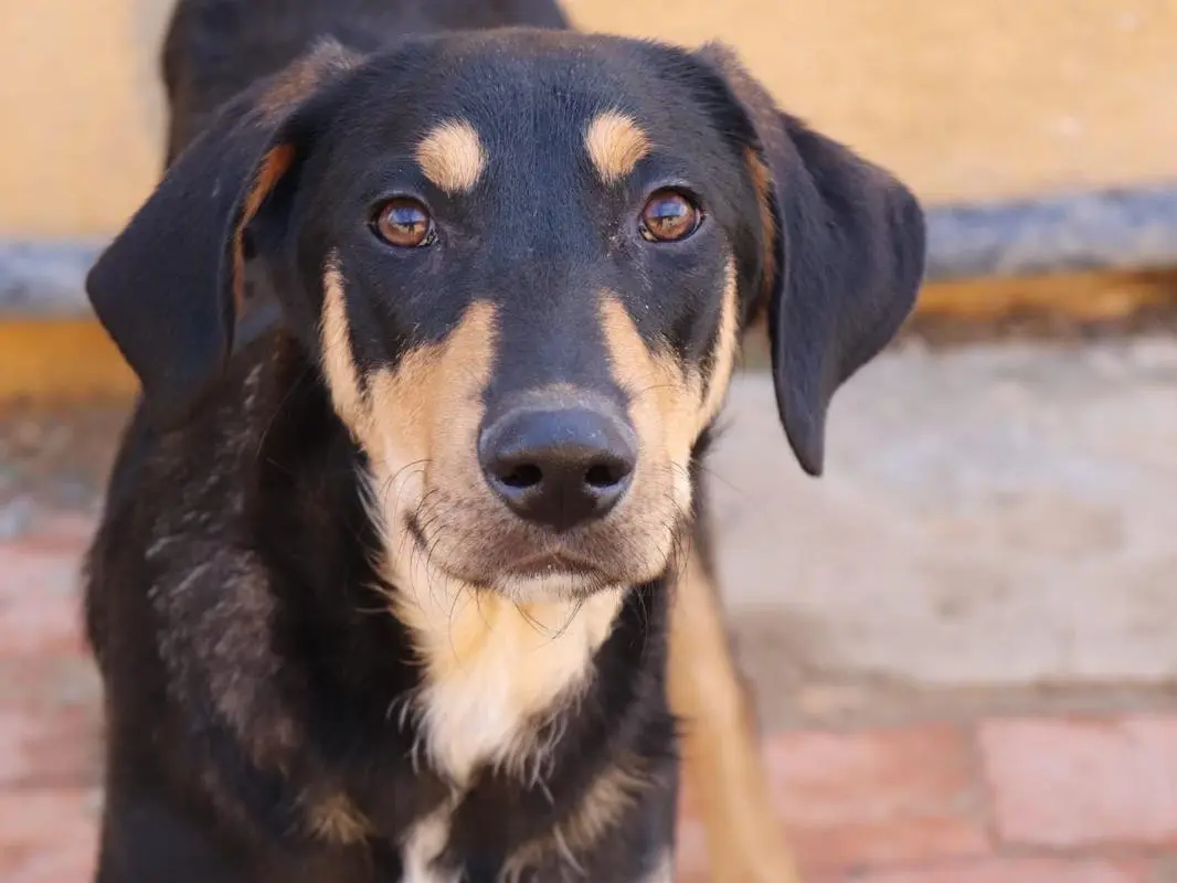 Adotta un cane, maschio, 2 anni e 6 mesi, Sud