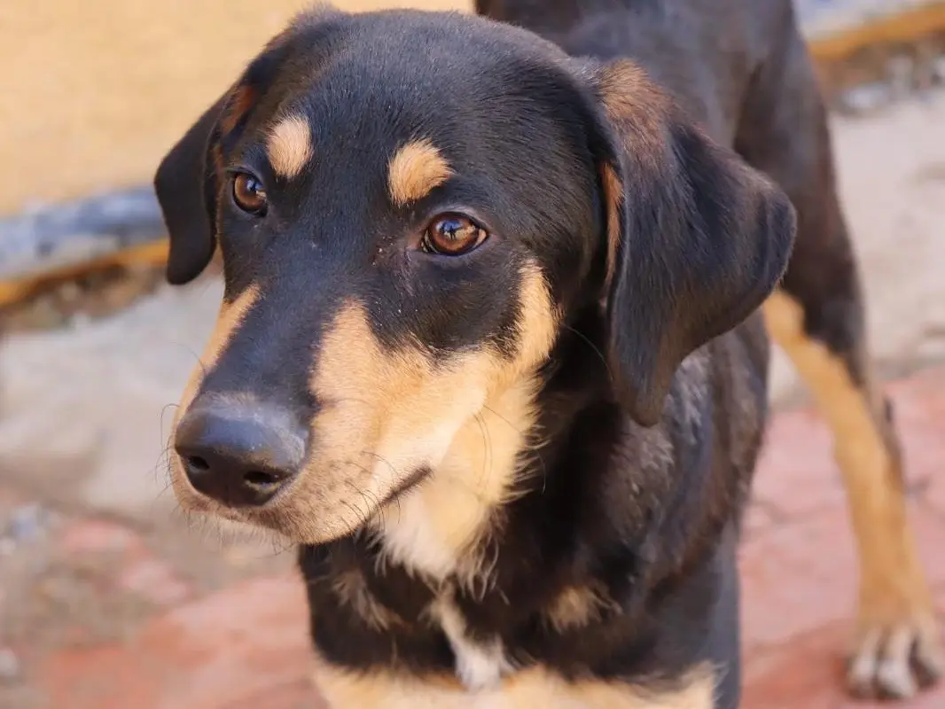 Vuoi adottare un cane a Sud?