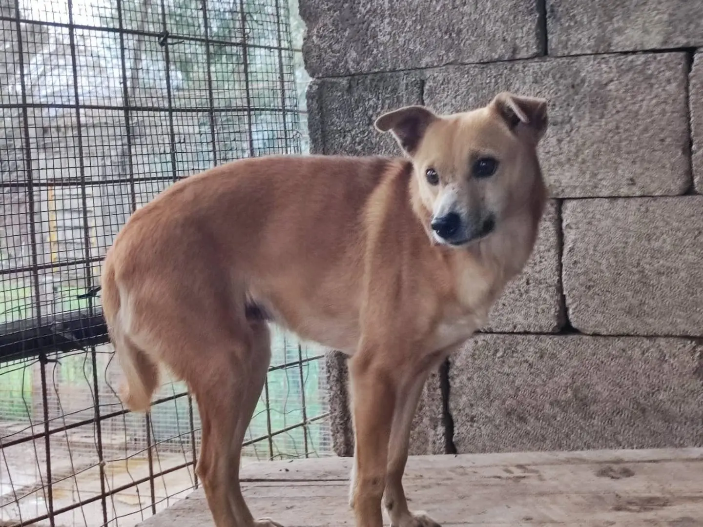 Adozione cane, femmina, Razza sconosciuta Razza sconosciuta, 4 anni e 5 mesi, taglia piccola, Avellino