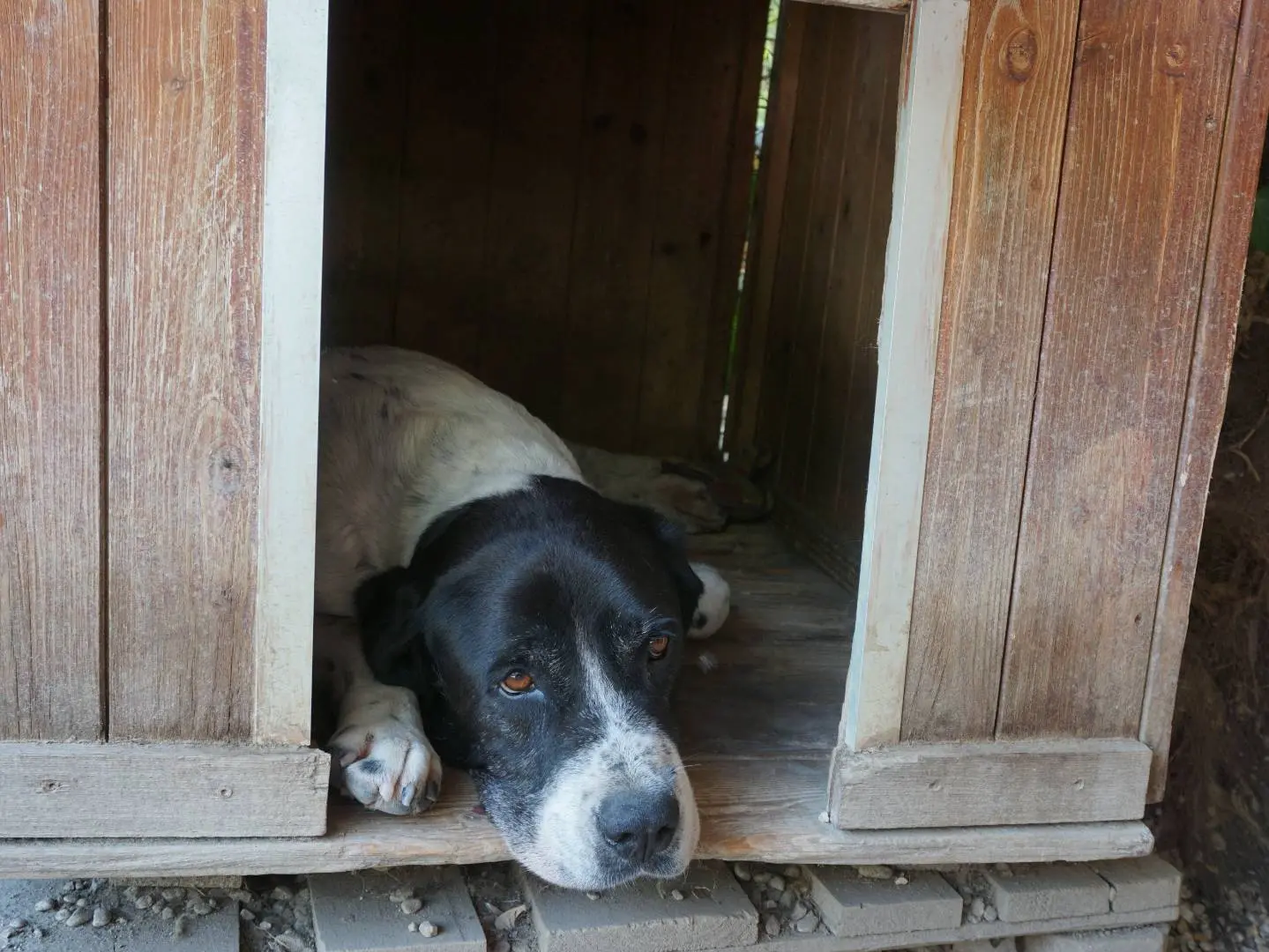 Foto 3 dell'animale
