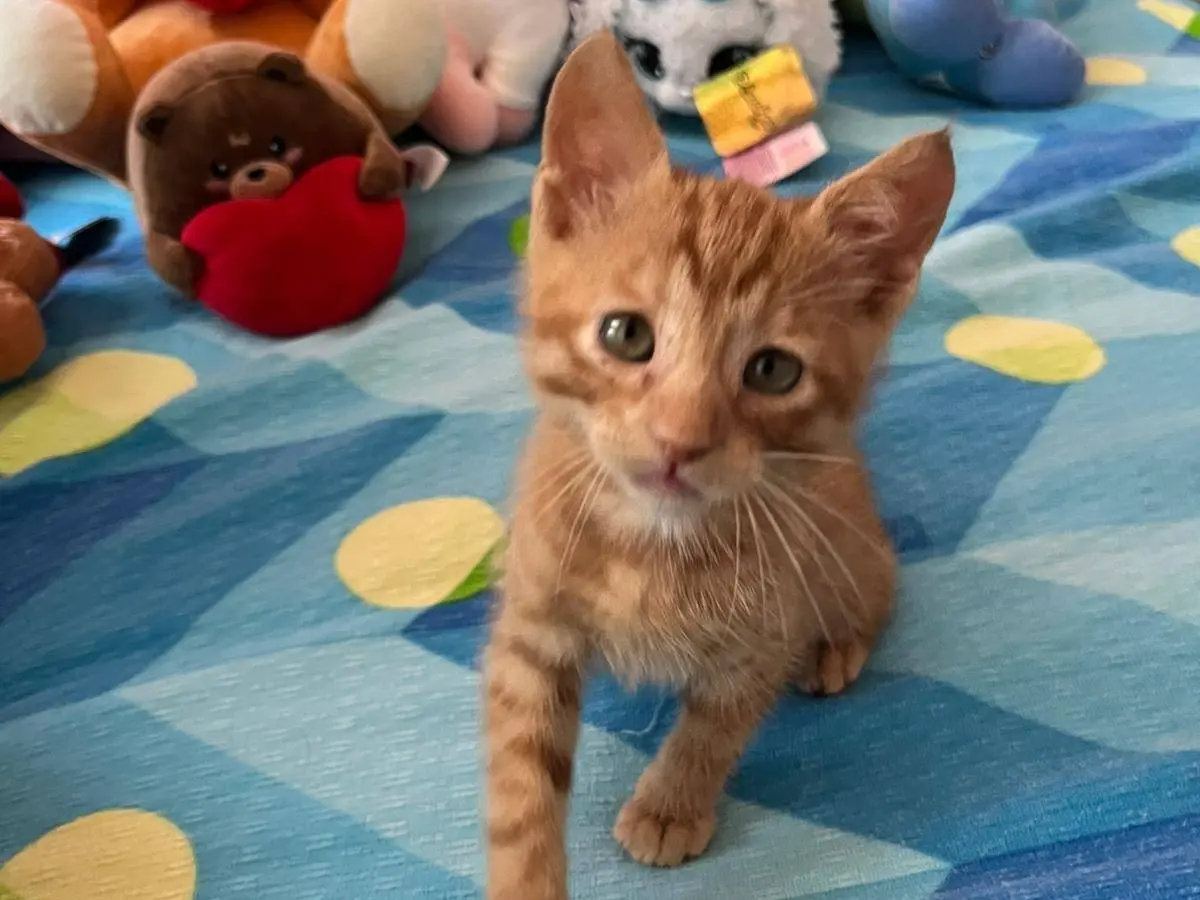 Adotta il gatto Vincent VanGogh un girasole a Genova