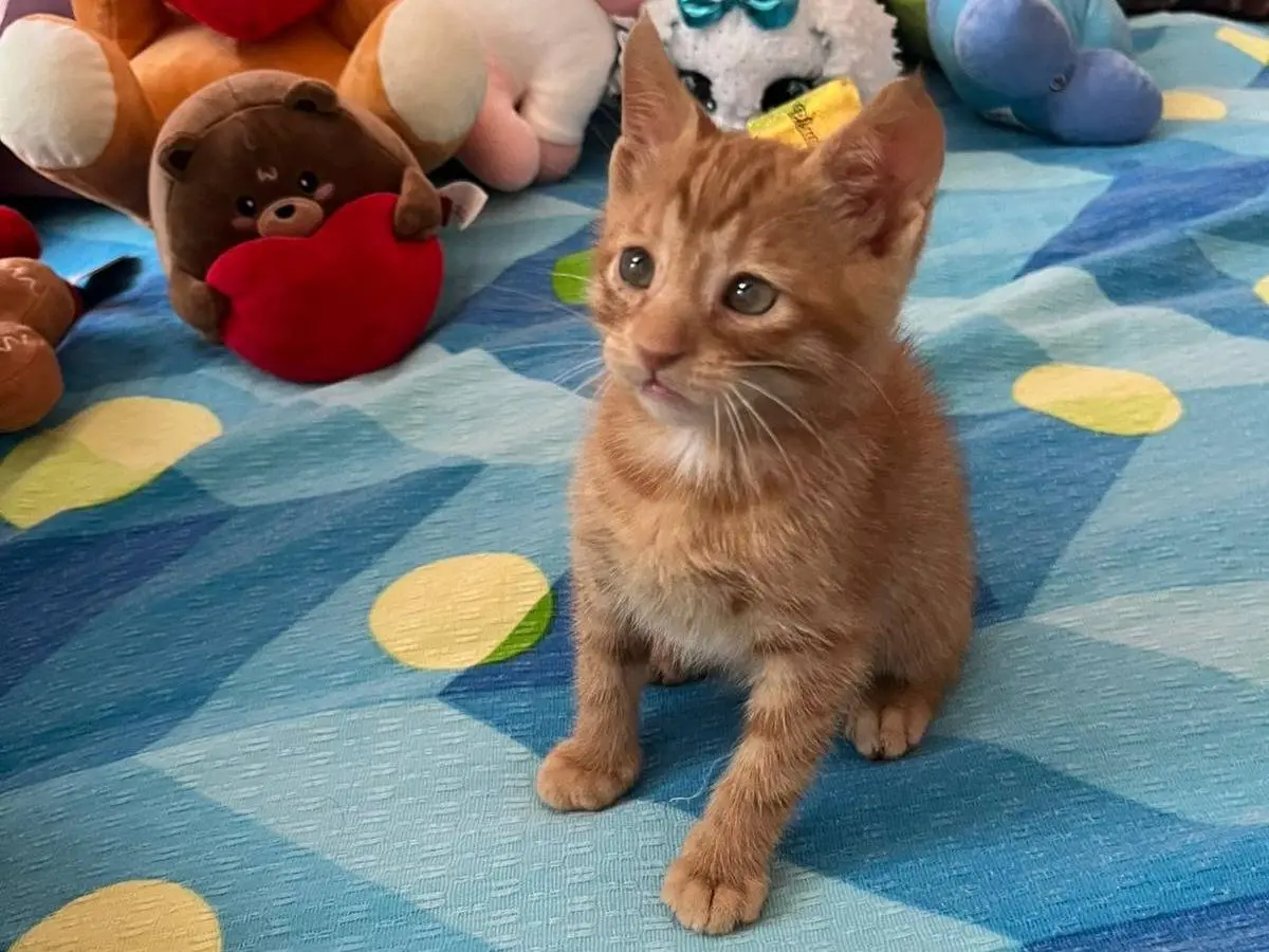 Vuoi adottare un gatto a Genova?