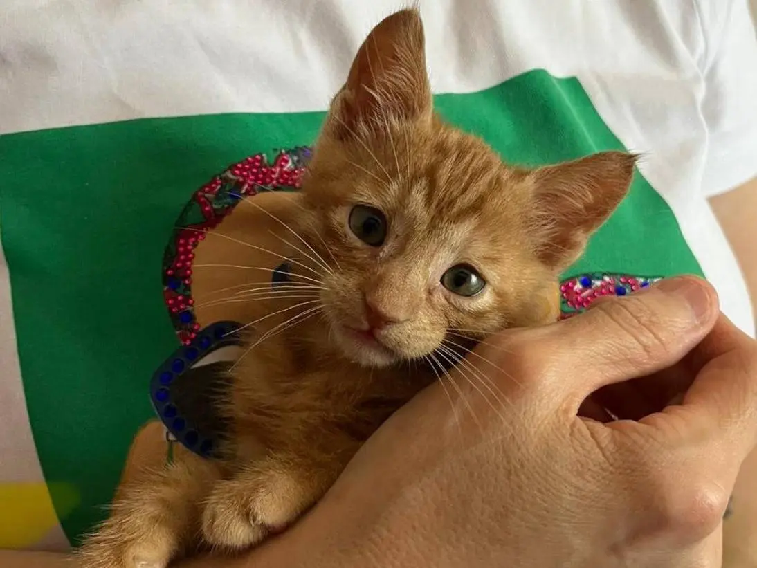 Adotta un gatto, maschio, 3 mesi, Genova