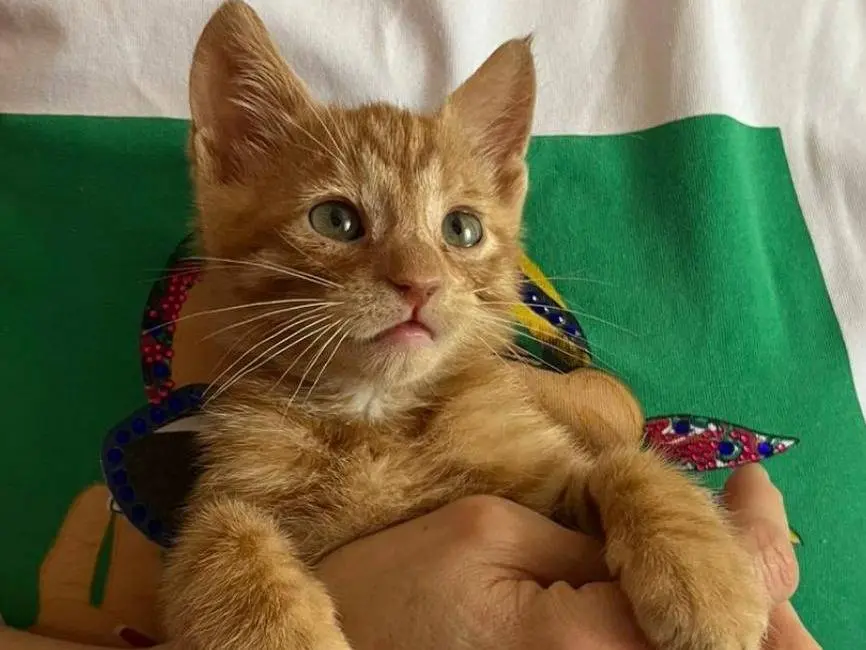 Adotta un gatto, taglia non valida, maschio, Genova