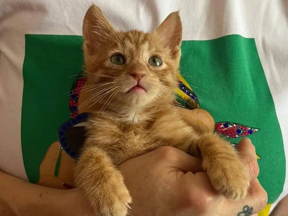 Adozione gatto, maschio, Razza sconosciuta Razza sconosciuta, 3 mesi, taglia non valida, Genova