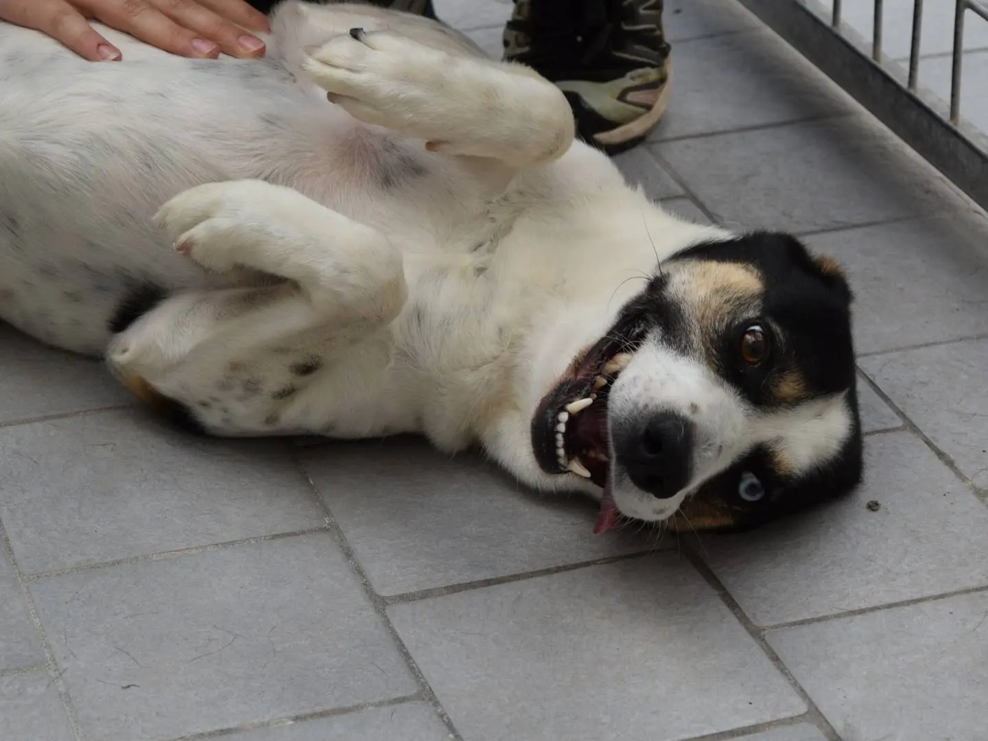 Adozione cane, maschio, Razza sconosciuta Razza sconosciuta, 5 anni, taglia media contenuta, Milano