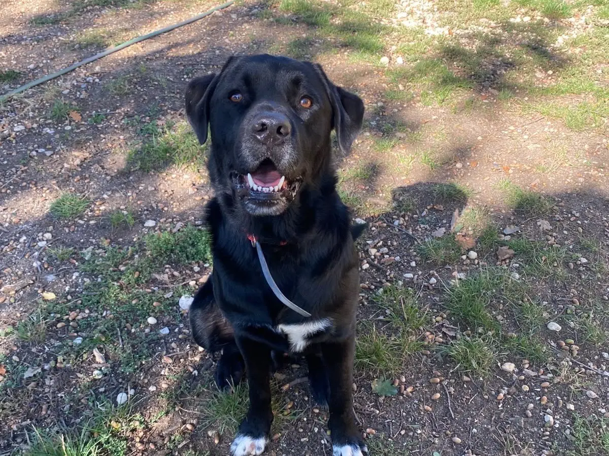 Adozione cane, maschio, Labrador Retriever Razza sconosciuta, 2 anni e 2 mesi, taglia gigante, Terni