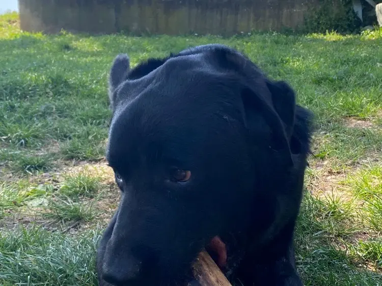 Adotta un cane, maschio, 2 anni e 2 mesi, Terni