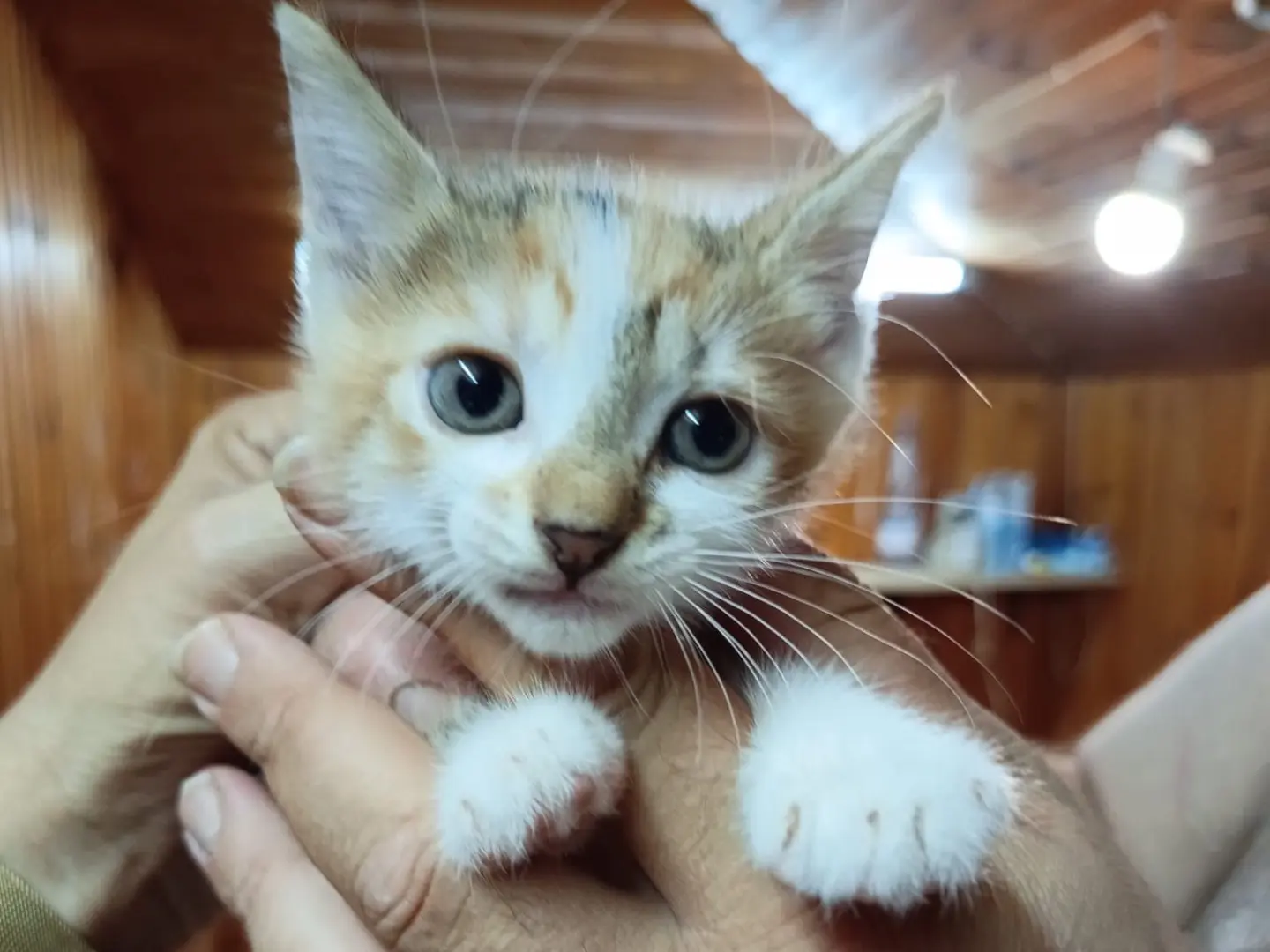 Adozione gatto, femmina, Razza sconosciuta Razza sconosciuta, 3 mesi, taglia non valida, Vibo