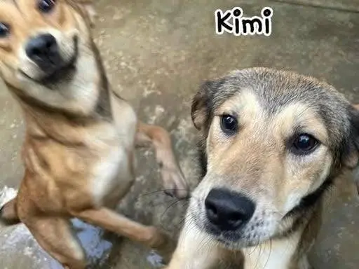Adotta un cane, taglia media, femmina, Frosinone