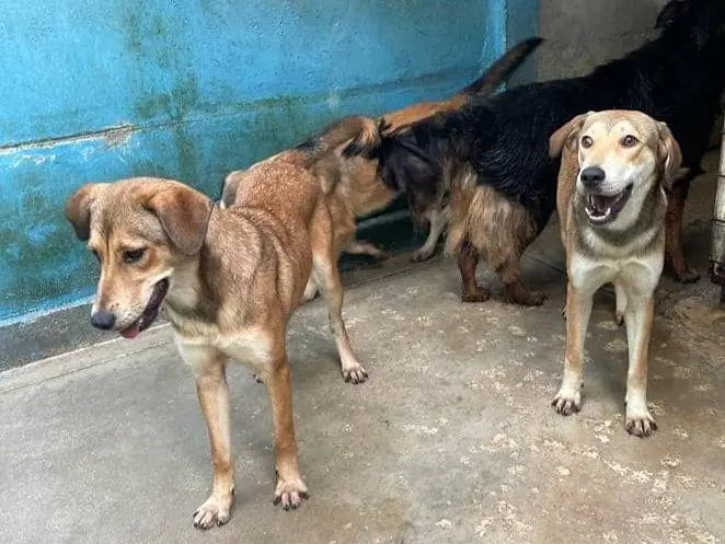 Adotta il cane Kaya a Frosinone