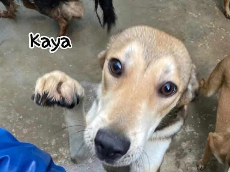 Adozione cane, femmina, Razza sconosciuta Razza sconosciuta, 3 anni e 7 mesi, taglia media, Frosinone