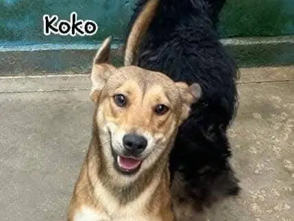 Adotta un cane, femmina, 3 anni e 7 mesi, Frosinone