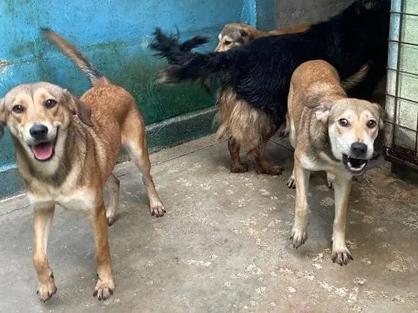 Vuoi adottare un cane a Frosinone?