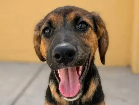 Adozione cane, femmina, Razza sconosciuta Razza sconosciuta, 3 mesi, taglia media, Cagliari