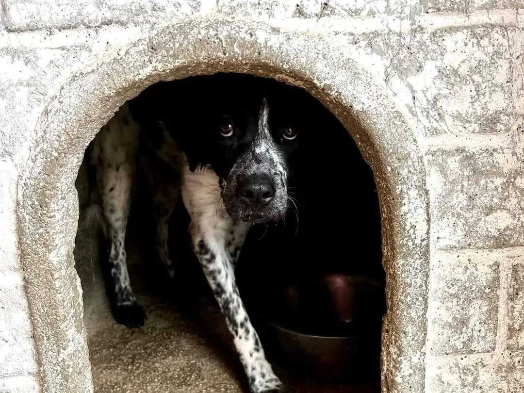 Adotta un cane, maschio, 5 anni e 7 mesi, Napoli