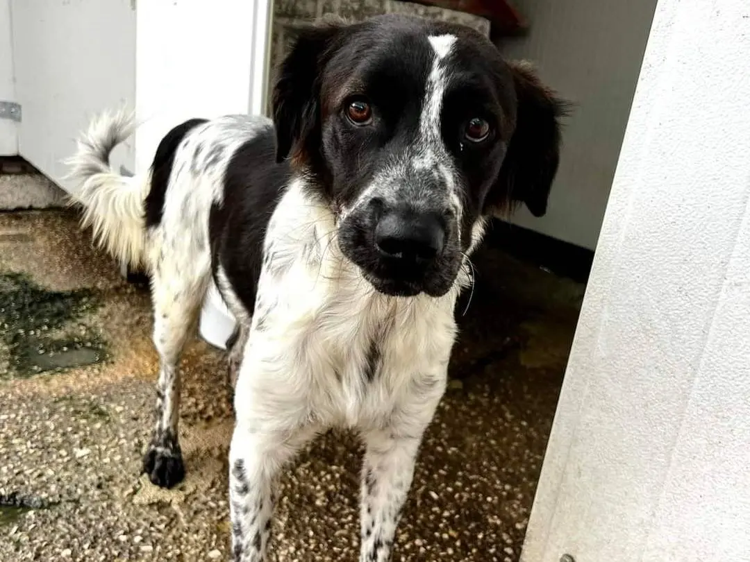 Adozione cane, maschio, meticcio, 5 anni e 7 mesi, taglia media contenuta, Napoli