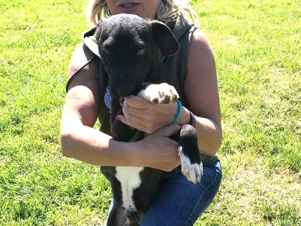 Adotta un cane, taglia media contenuta, maschio, Latina