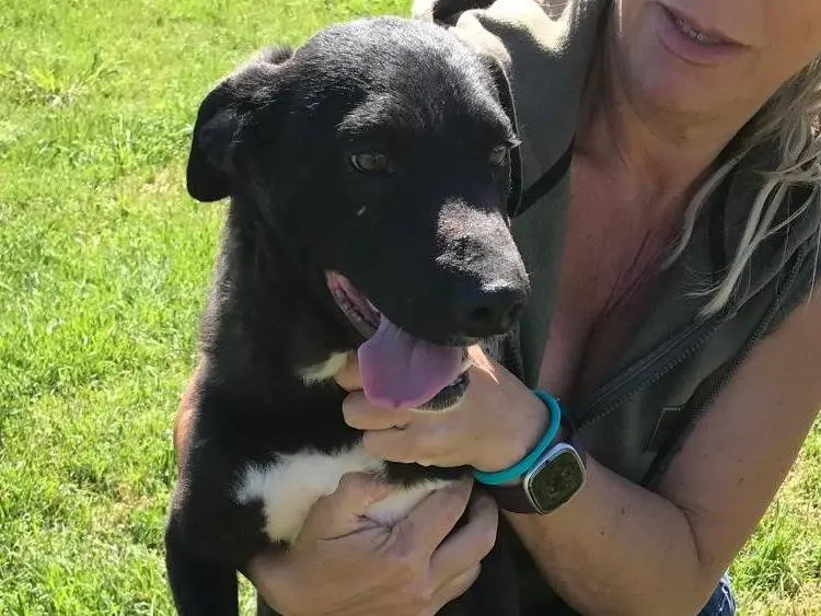 Adotta un cane, maschio, 2 anni e 9 mesi, Latina