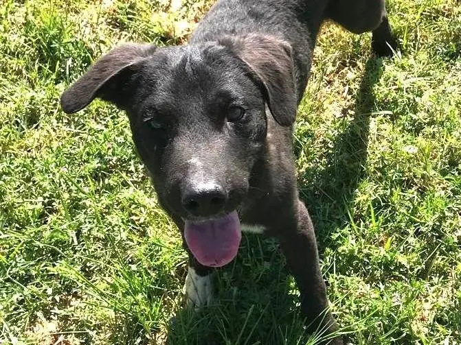 Vuoi adottare un cane a Latina?