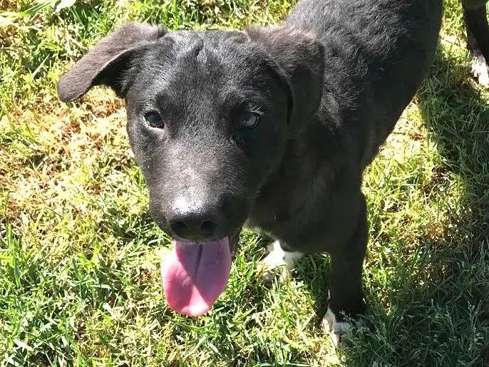 Adozione cane, maschio, meticcio, 2 anni e 9 mesi, taglia media contenuta, Latina