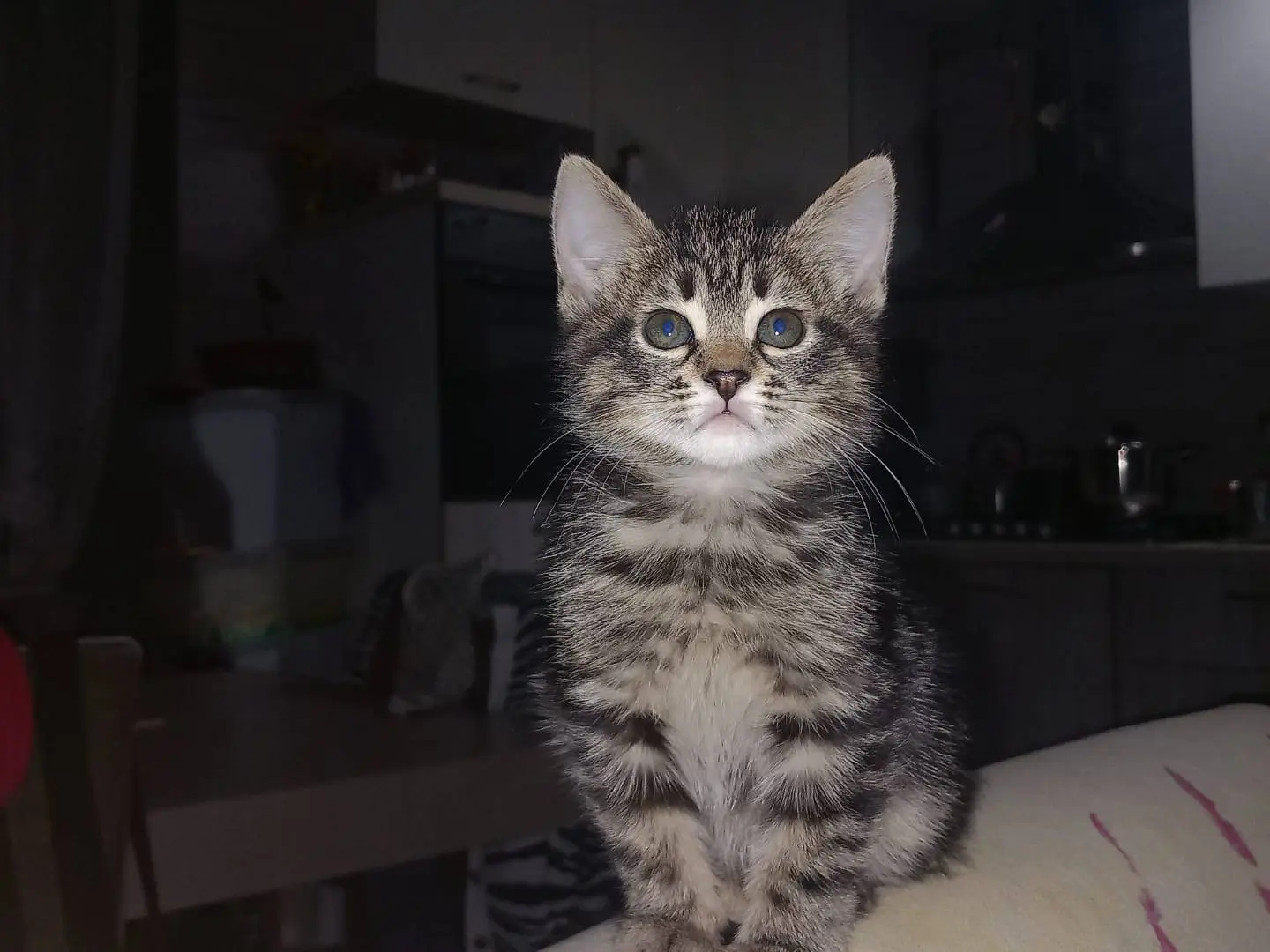Adozione gatto, femmina, Razza sconosciuta Razza sconosciuta, 1 anno e 2 mesi, taglia non valida, Napoli