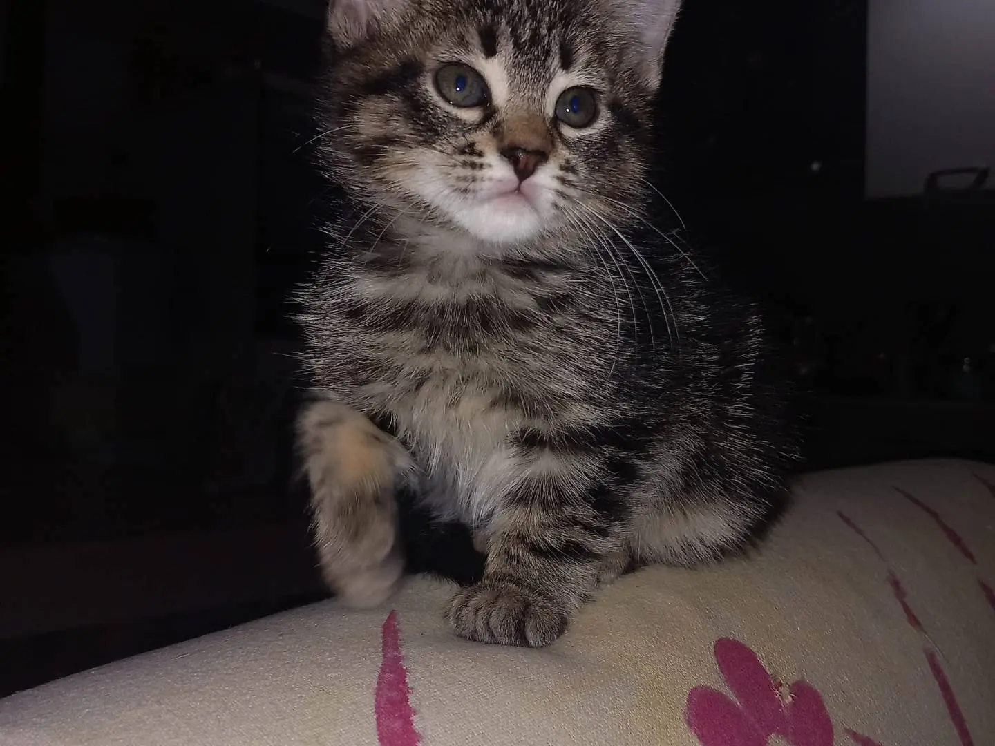 Adotta un gatto, femmina, 1 anno e 2 mesi, Napoli