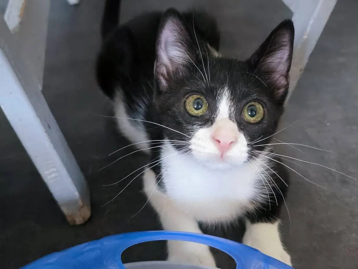 Adotta un gatto, femmina, 6 mesi, Bari