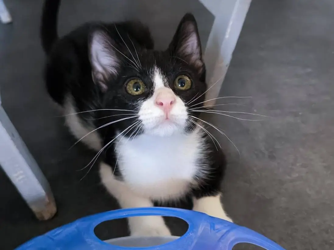 Adozione gatto, femmina, Razza sconosciuta Razza sconosciuta, 6 mesi, taglia non valida, Bari