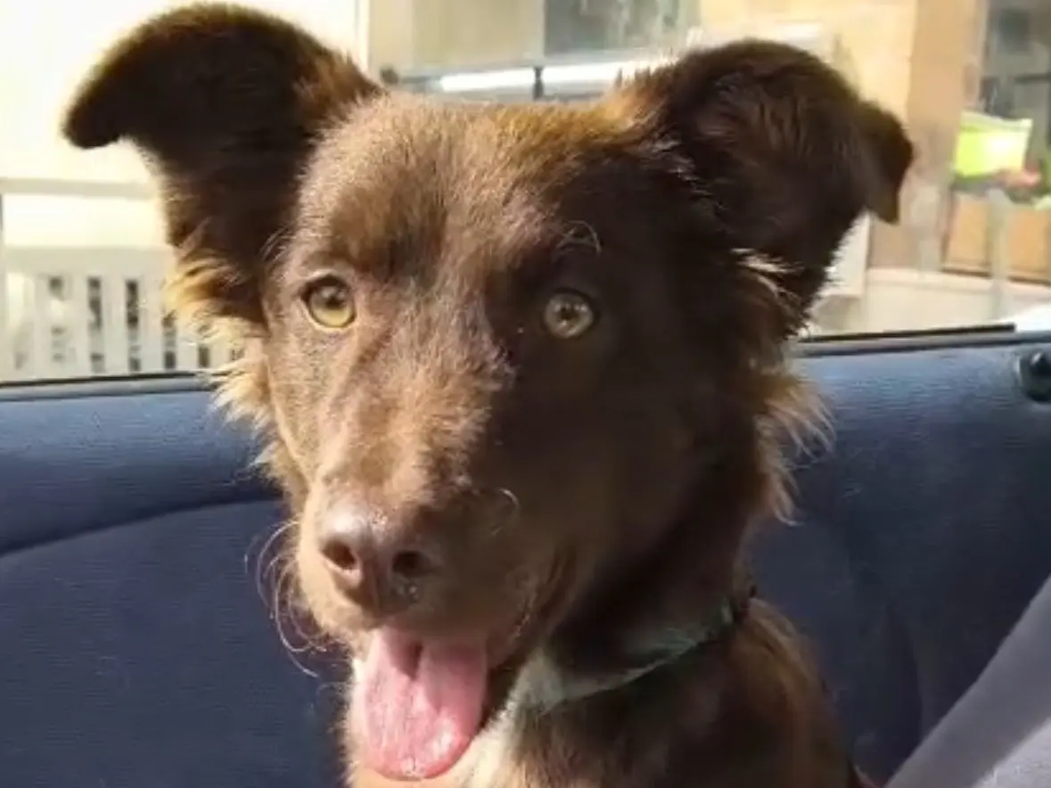 Adotta un cane, femmina, 6 mesi, Frosinone