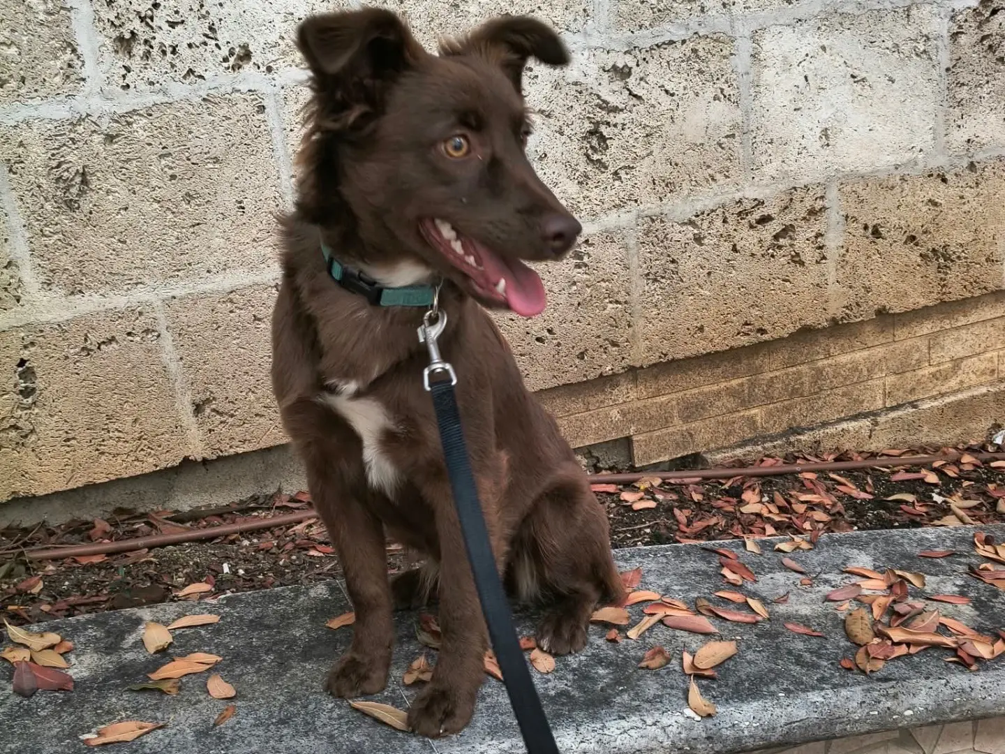 Adotta un cane, taglia media contenuta, femmina, Frosinone
