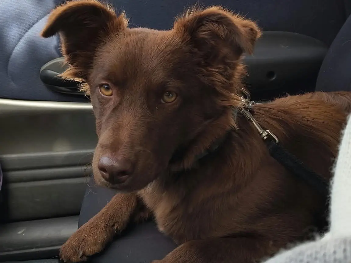 Adozione cane, femmina, Razza sconosciuta Razza sconosciuta, 6 mesi, taglia media contenuta, Frosinone