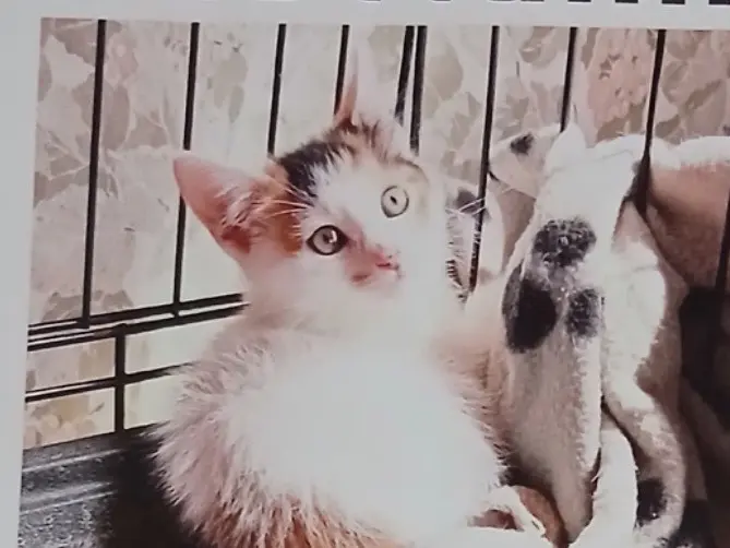 Adotta un gatto, femmina, 7 mesi, Napoli