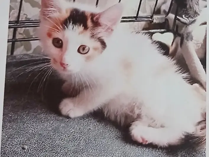 Adozione gatto, femmina, Razza sconosciuta Razza sconosciuta, 7 mesi, taglia non valida, Napoli