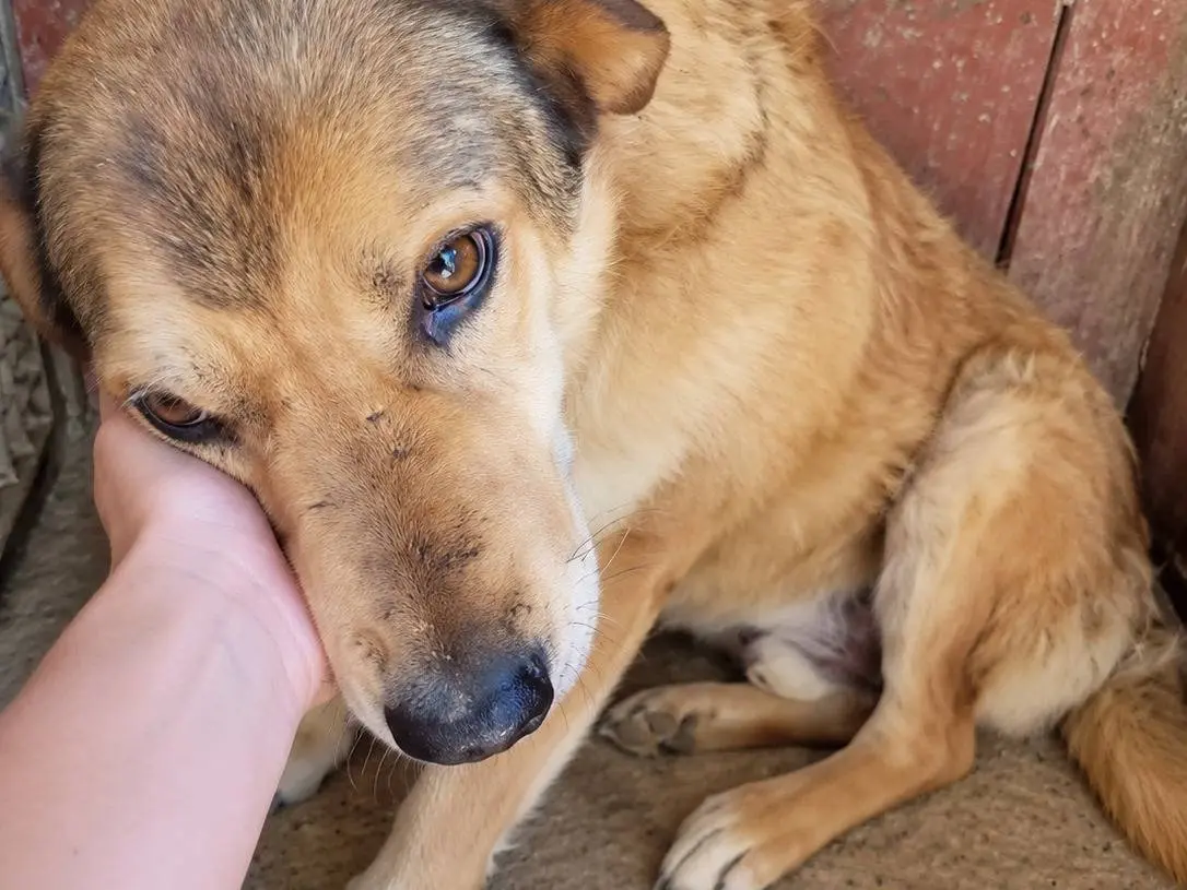 Adozione cane, maschio, Razza sconosciuta Razza sconosciuta, 4 anni, taglia grande, Avellino